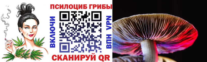 Галлюциногенные грибы Psilocybe  Дербент 